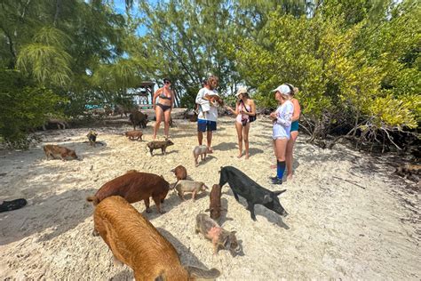 eleuthera pigs|Swim With The Pigs of Eleuthera